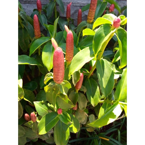 tanaman hias pacing pentol/ pacing sosis/pacing naga