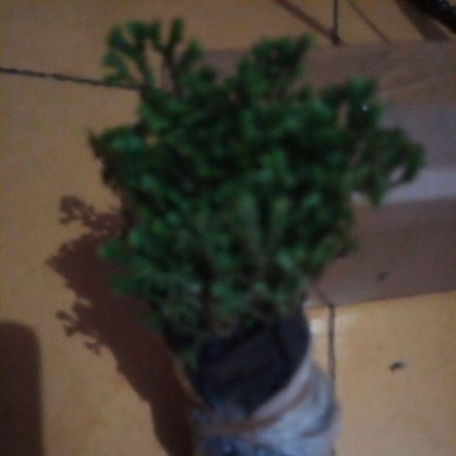 Tanaman Hias - Bibit Bunga Ande Lumut