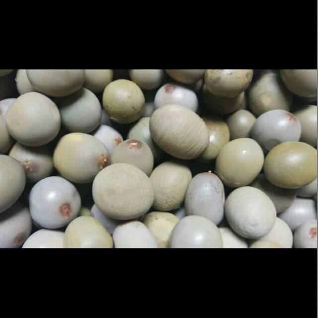 Buah kebiul / kaliloyang / obat kanker herbal