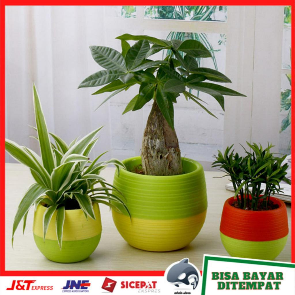 Mini Pot Bunga Hias Kaktus Tanaman - 5pcs COD Surabaya