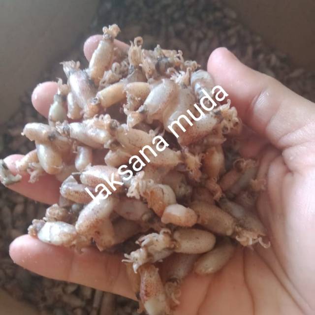 

baby cumi premium size 0,5-1/1000gr