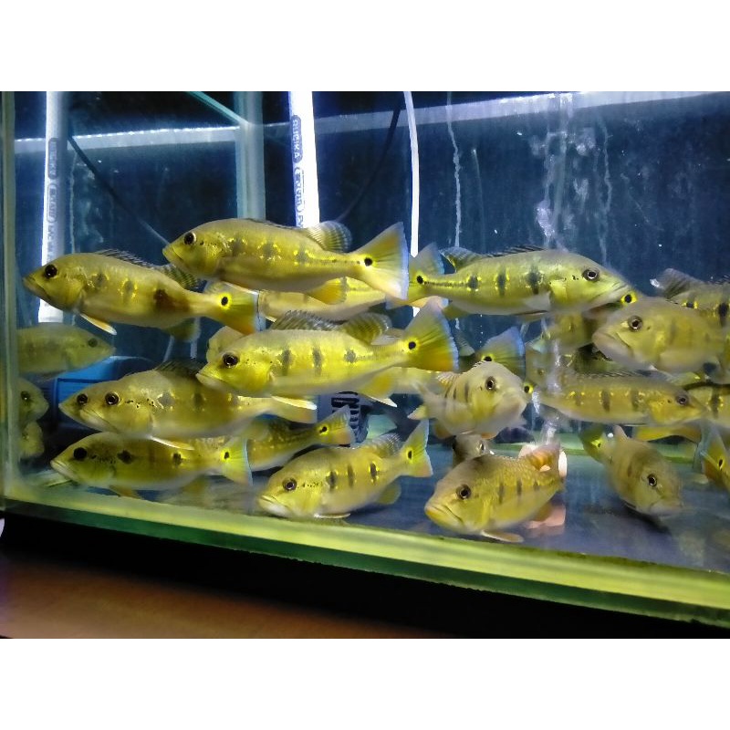 ikan pbass orinoco 3 spot 19-20cm