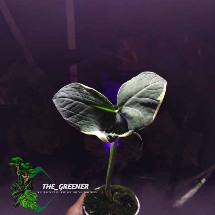 caladium mickey mouse variegata