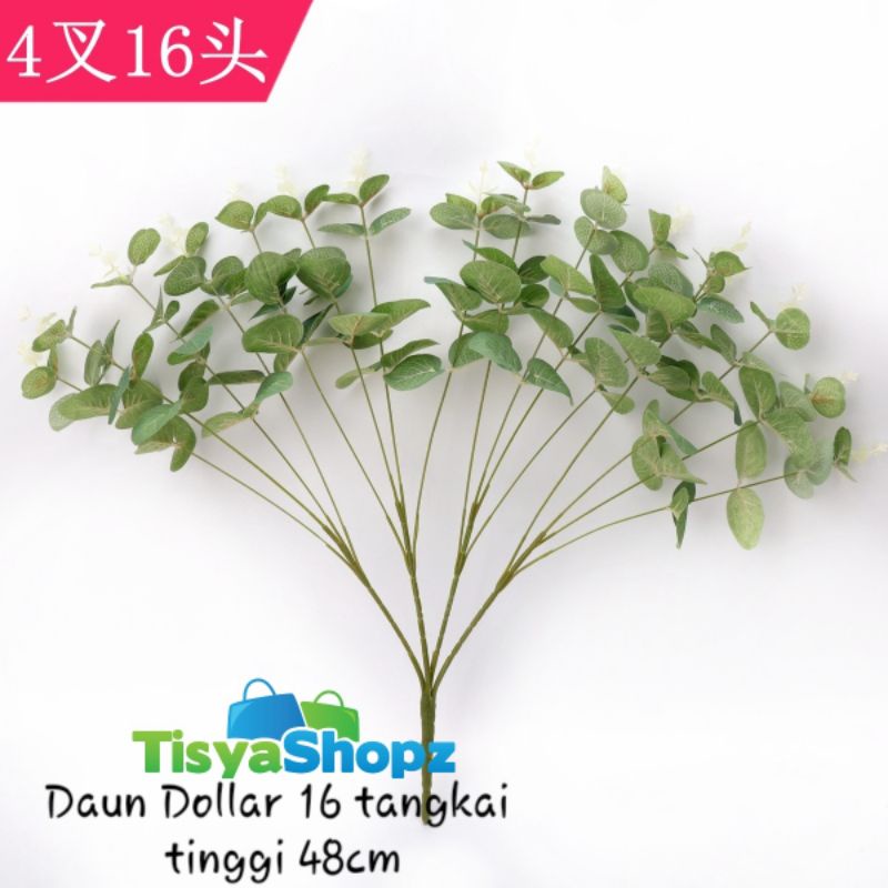 Daun Uang 16 cabang ( Tanpa Pot )