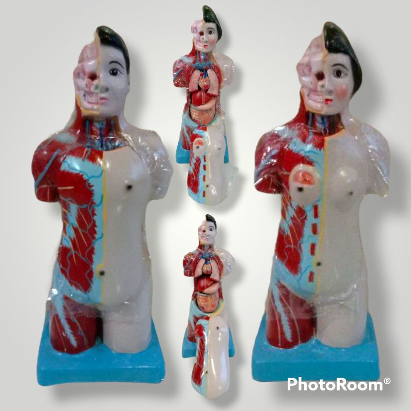 

Torso Mini Setengah Badan ukuran 50cm alat peraga pendidikan