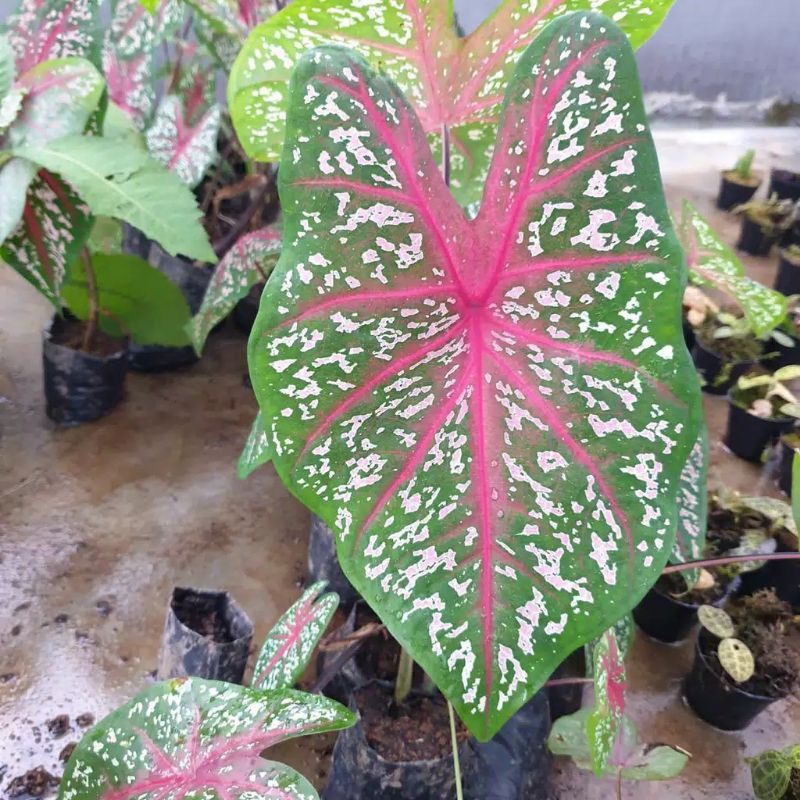 

promo KEKADI LIPSTIK BERCAK PUTIH mugi laris