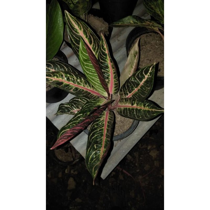 bibit aglonema red sumatra