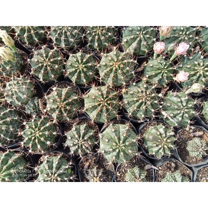 Kaktus gymnocalycium hybrid dari biji(seedling)/kaktus murah/kaktus ownroot