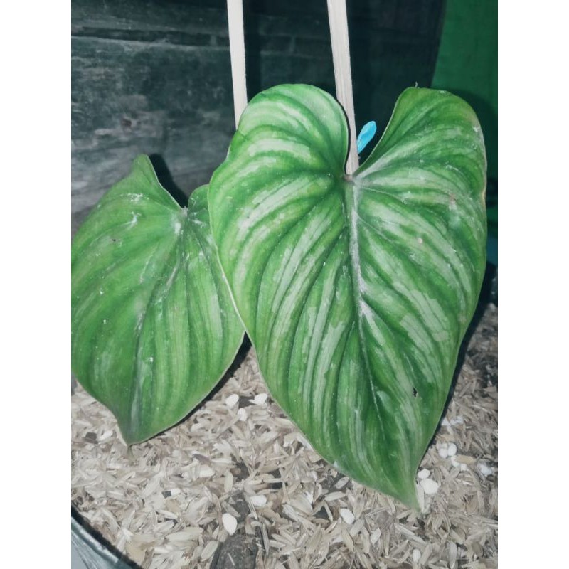 Philodendron Plowmanii