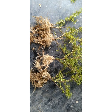 bibit anting putri micro murah