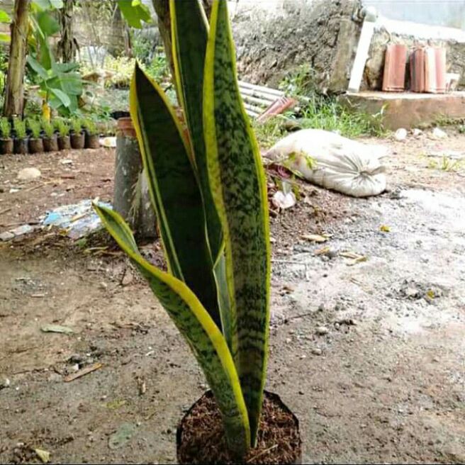 sensivera_sensipera/lidah mertua