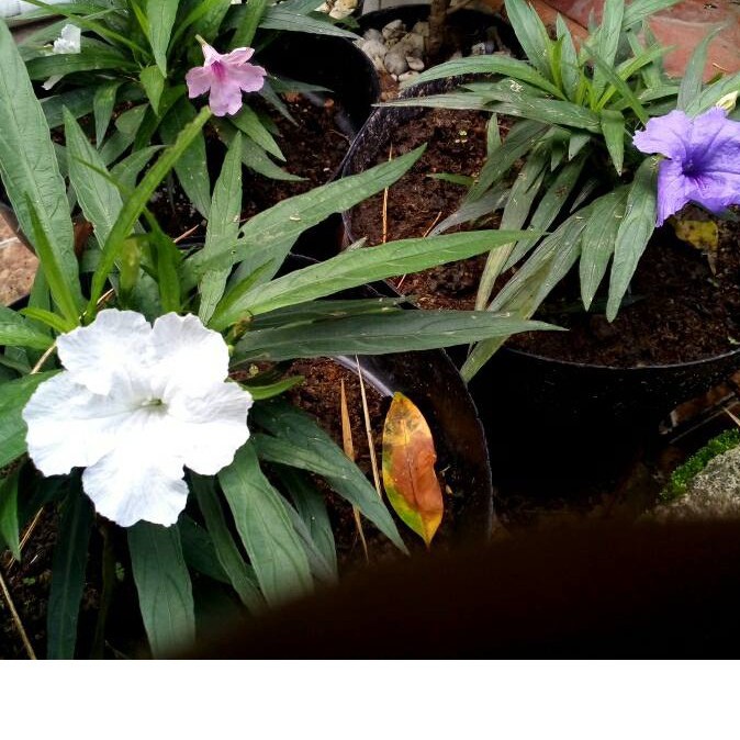 Jual Tanaman Hias Kencana Ruelia-rowelia rebah | Shopee Indonesia