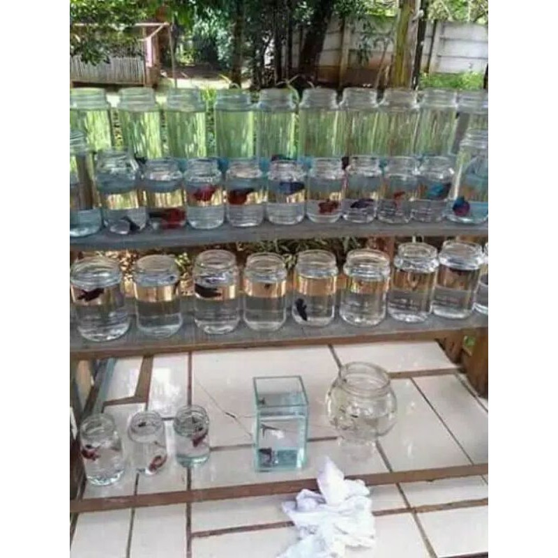 Gelas Botol Kaca / Aquarium Cupang