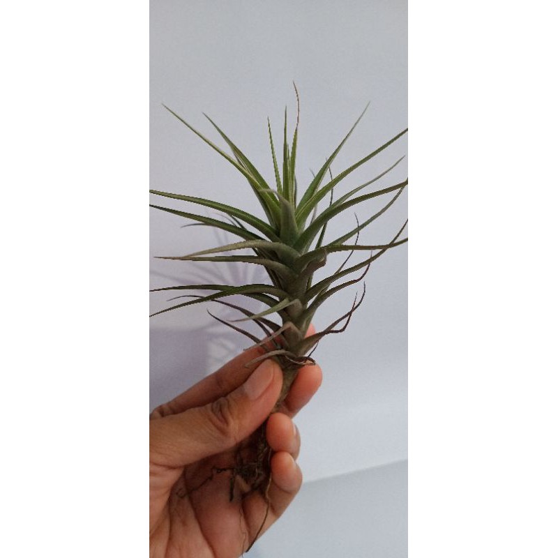 Tillandsia Bergeri tanaman udara airplant