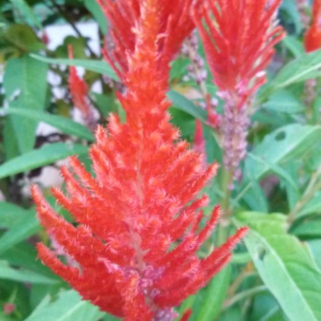 bibit biji celosia orange