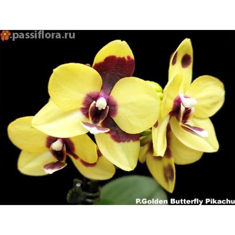 tanaman hias anggrek dendrobium dewasa siap spike / knop siap berbung