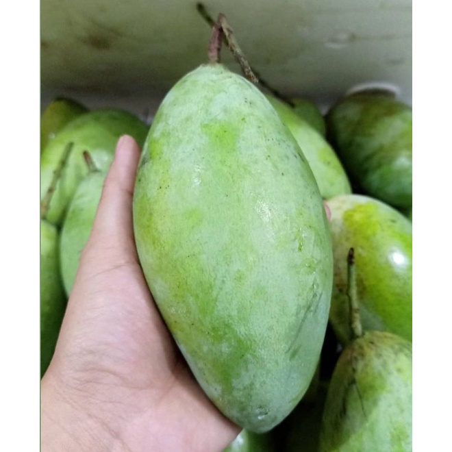 

BUAH MANGGA LOKMAI CIANGMAY MANIS DAGING TEBAL (1KG)