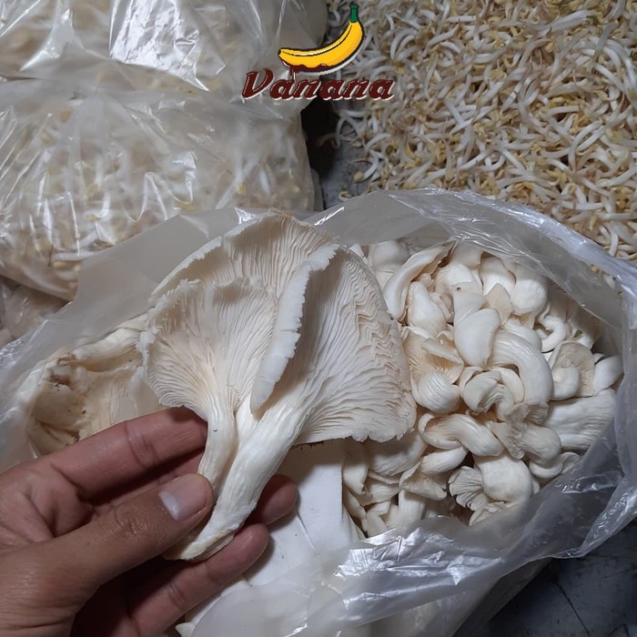 

Jamur Tiram 1/2 kg