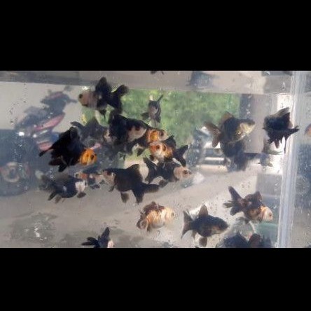 

Ikan Panda size 6-7cm