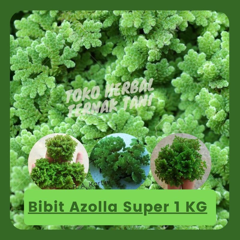 Bibit azolla pinnata benih azola microphyla pakan alternatif 1Kg