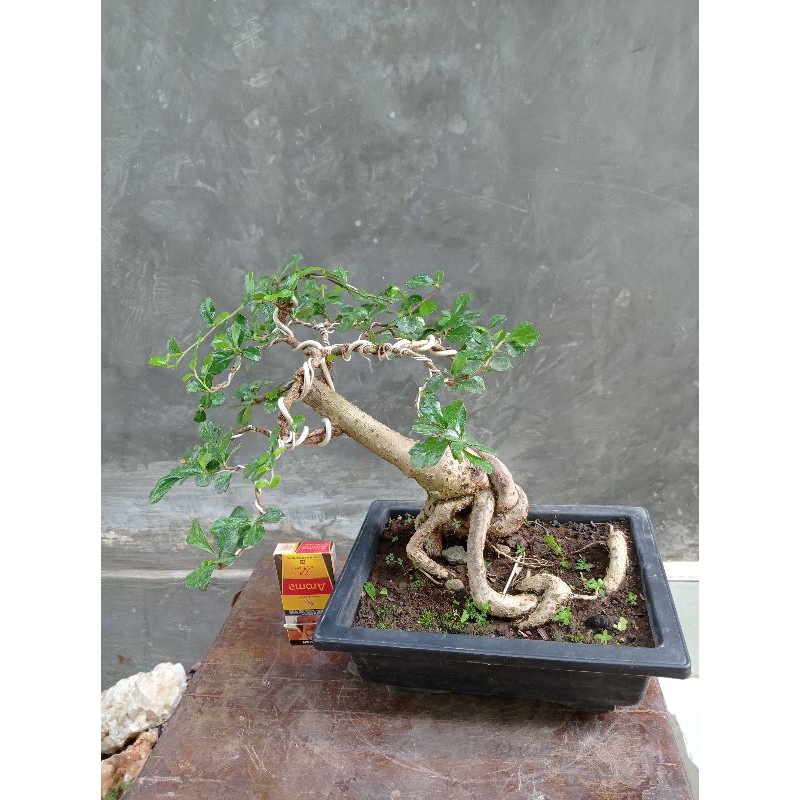 Jual Bahan Bonsai Hokianti Eksotik Bagus Cantik Harga Murah Shopee