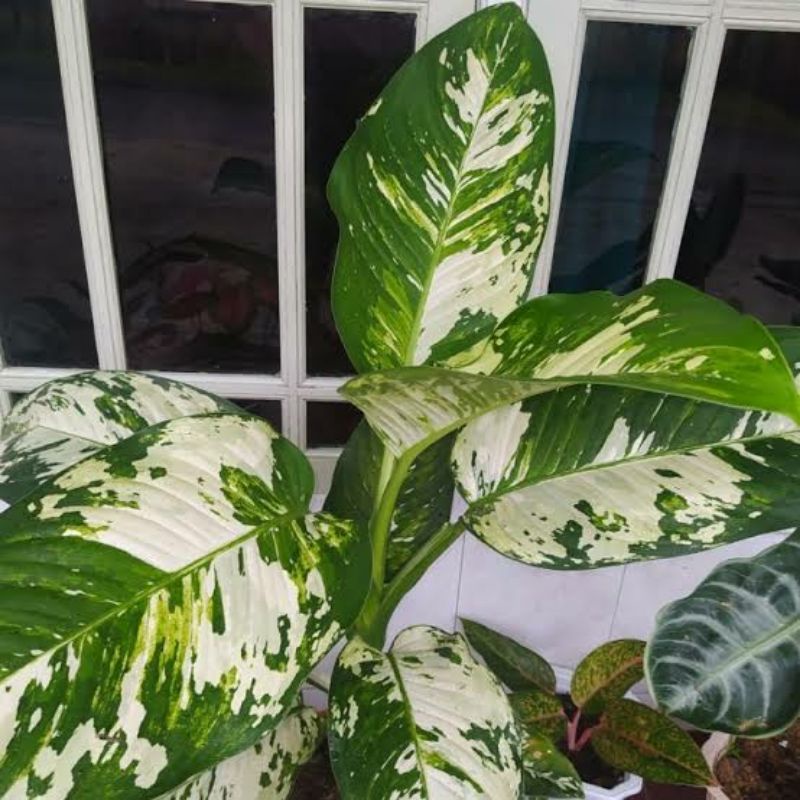 Aglonema Blanceng Army Varigata blanceng loreng putih