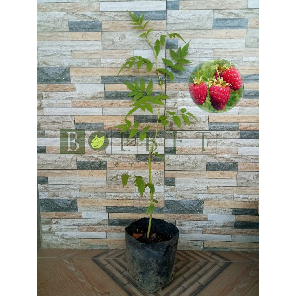 Raspberry murah - Bibit  Raspberry Merah Kaya Manfaat