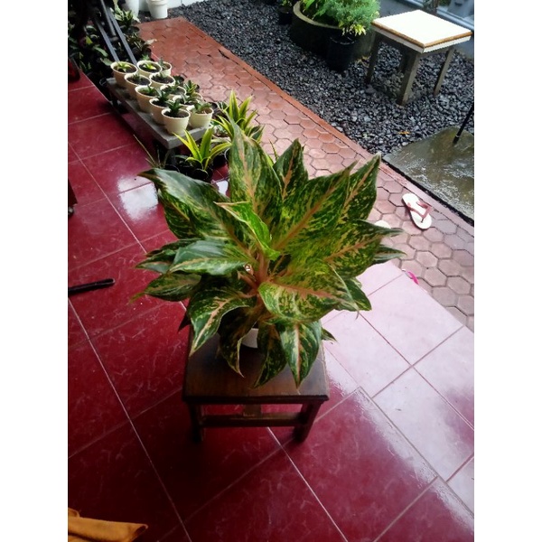 Aglaonema Butterfly Rumpun