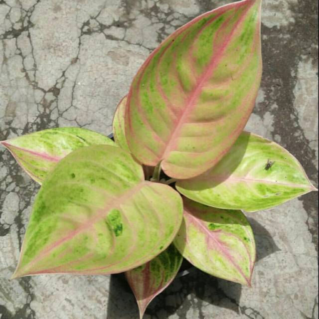 AGLONEMA GOLDEN SIAM