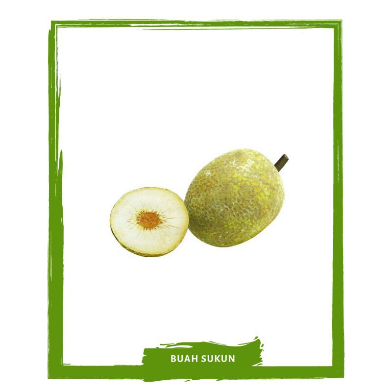 

Buah Sukun / Buah Segar On Mallahrizwa