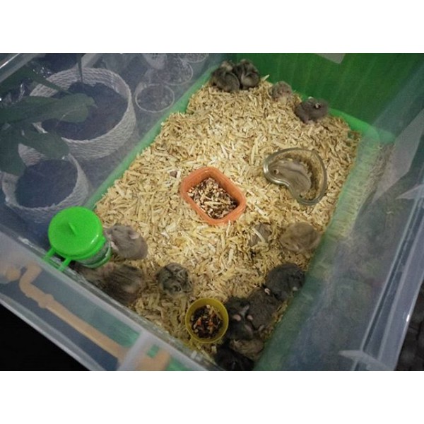 Hamster Murah Bandung Kirim Seluruh INDONESIA| Hamster  Campbell Bekal Dan Makanan Hamster