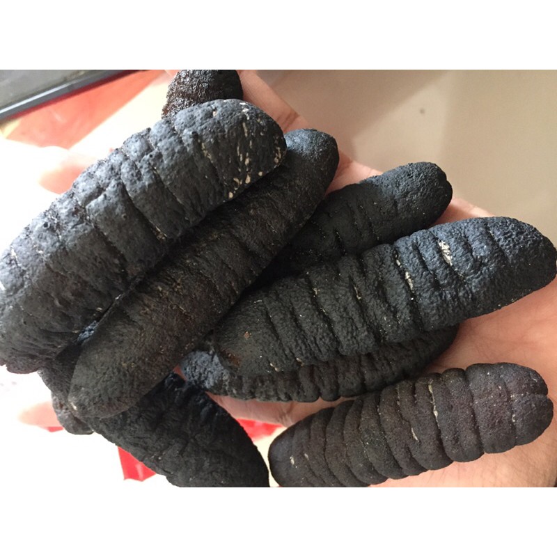 

teripang/haisom/hoisem/gosok/belitung uk 30-40pc/kg