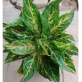 Aglaonema  butterfly rumpun
