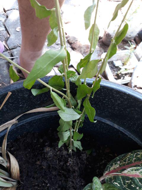 New Produck!! Bibit Cutting Stek Lee Kwan Yew - Lee Kwan Yeu - Tanaman Hias Rambat