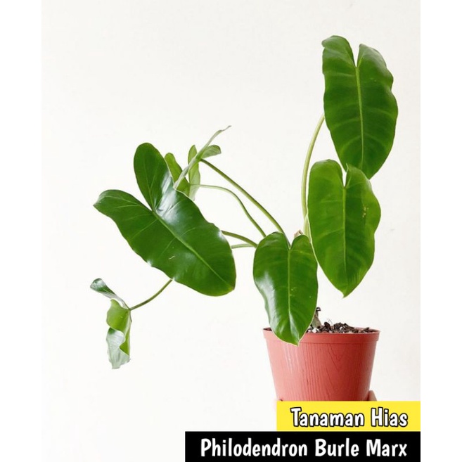 philodendron burle marx - Tanaman hias philo burlemarx - Philodendron burle marx