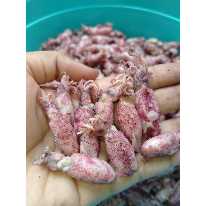 

Baby Cumi Kering Premium 1kg