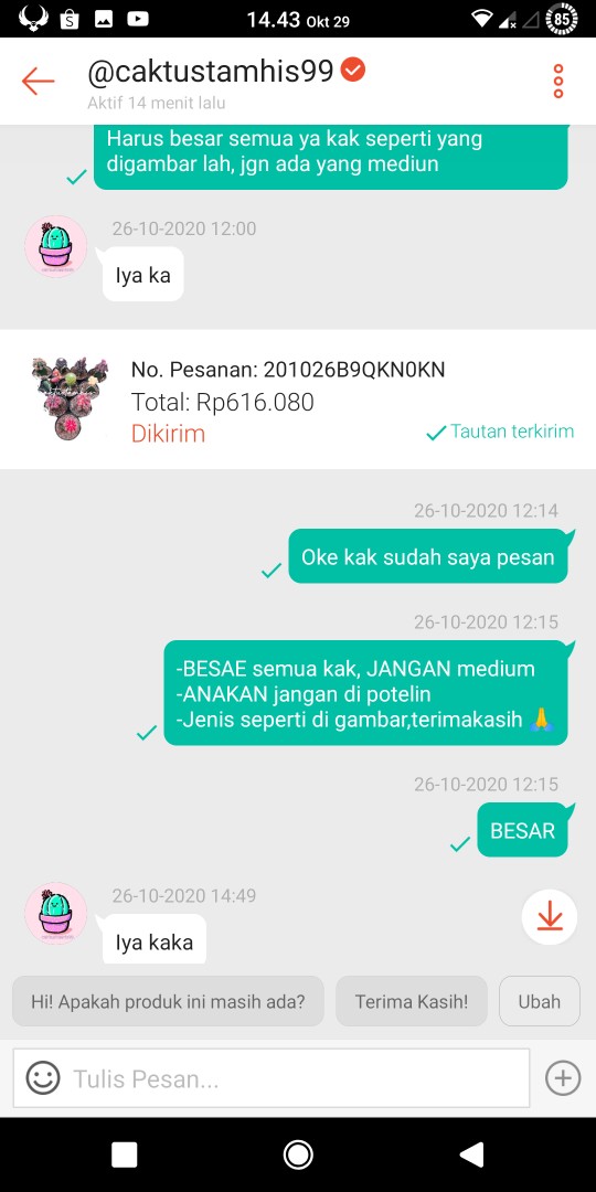 Kaktus Gymno Paket Sultan Dipot 10cm