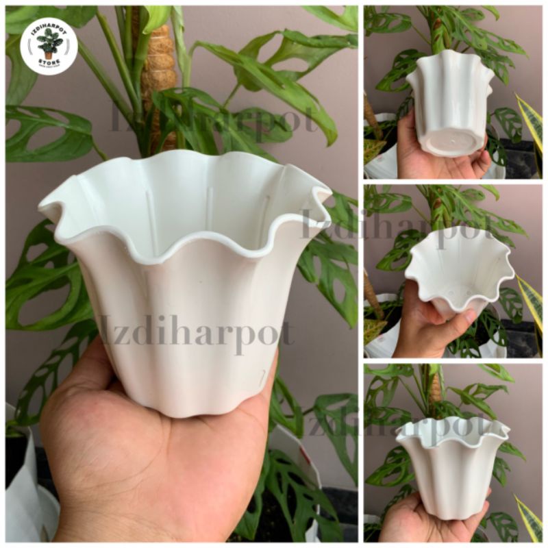 pot bunga tanaman shallom primadona 10 putih 13cm - PRIMADONA 10 PUTIH