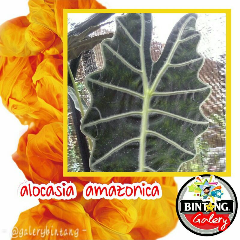 alocasia amazonica