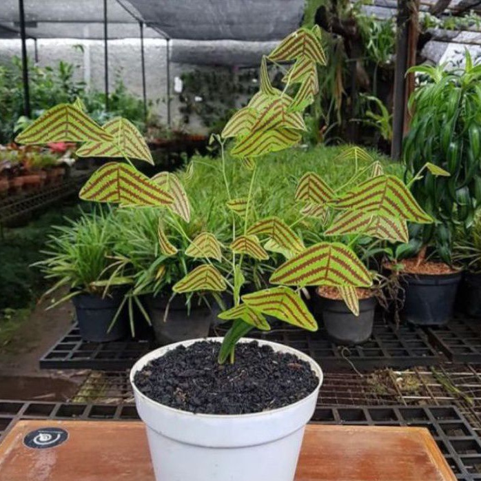 (Bisa COD) Tanaman Hias Oxalis Hijau/Bunga kupu kupu Hijau