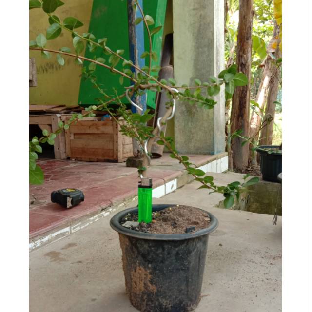 bibit bonsai sancang