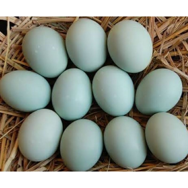 

telur asin asli brebes