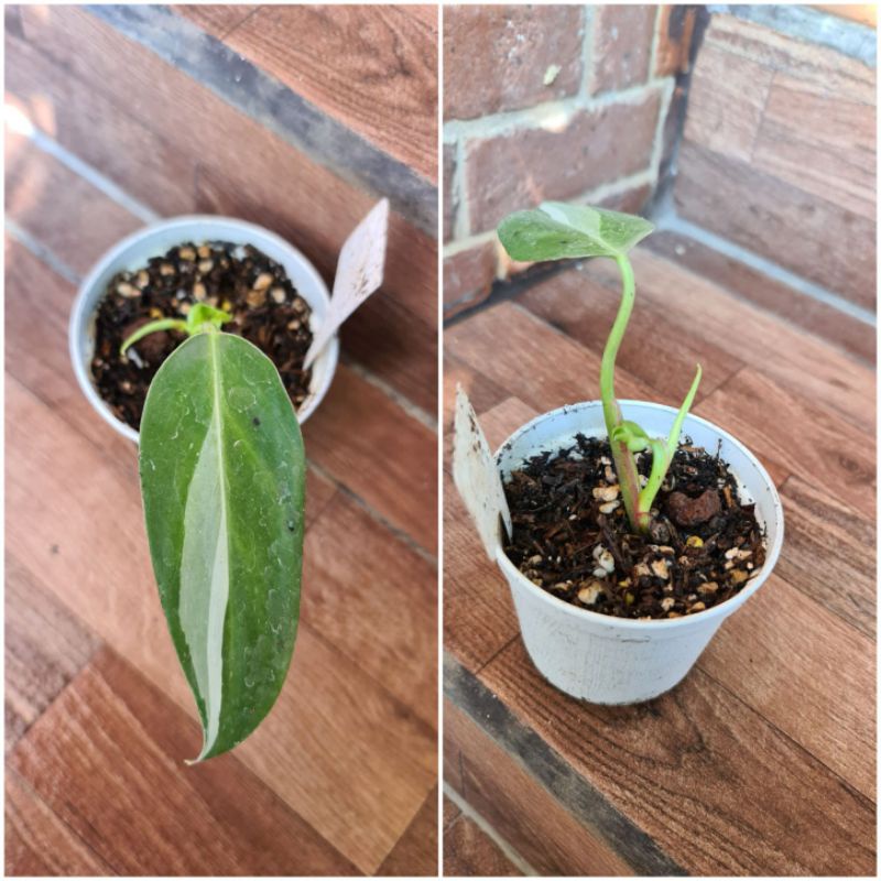 philodendron white princess