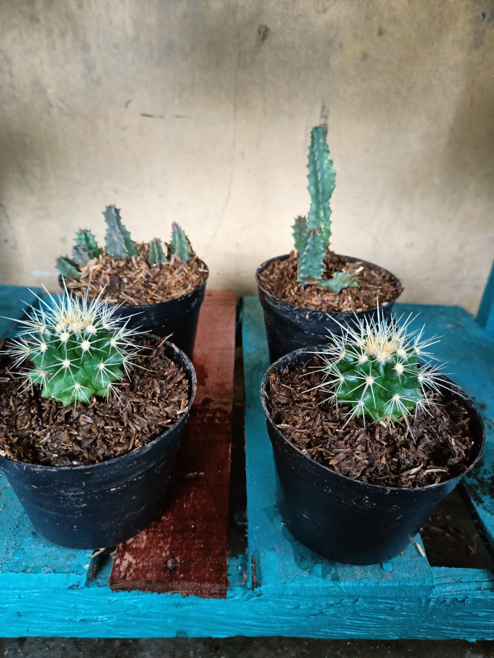 Tanaman Kaktus Hias Cactus Golden Barrel Barel
