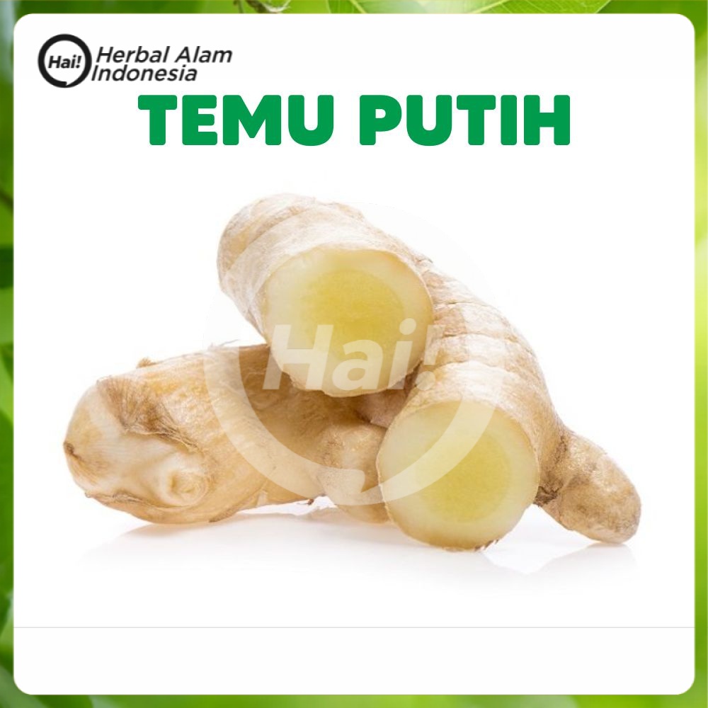 

Temu Putih Kunyit putih Segar 1kg curcuma zeoadiaria HAI STORE