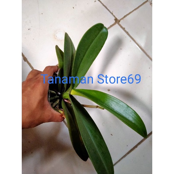 anggrek bulan spike siap berbunga / anggrek bulan mini siap berbunga