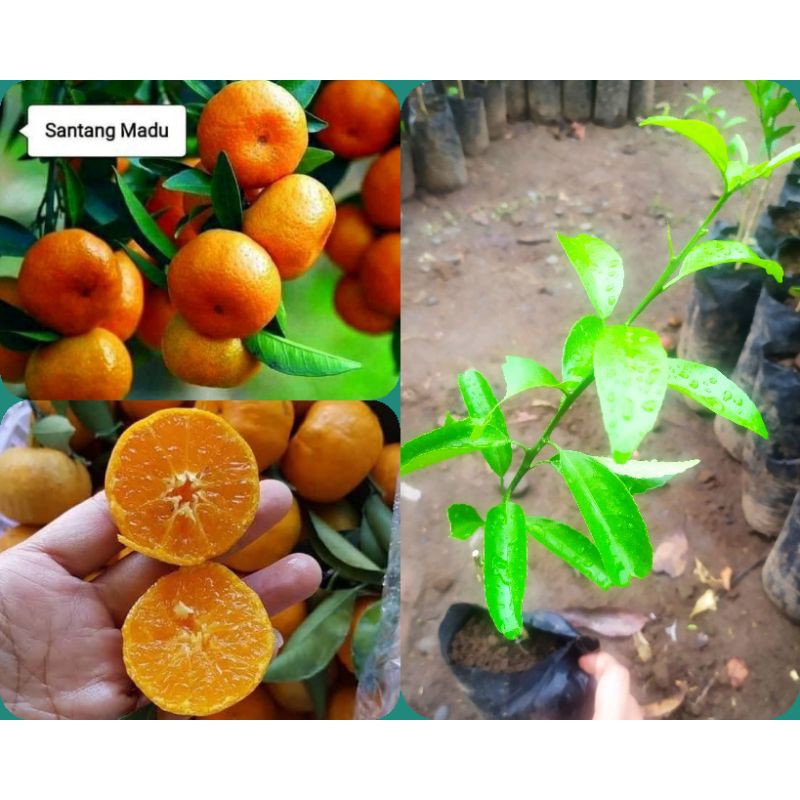 Bibit Jeruk Santang Madu super