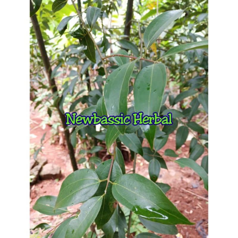 

daun kayu manis herbal Hasil Kebun Sendiri