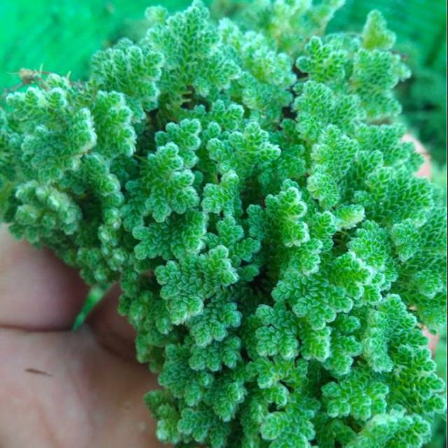 Bibit indukan azolla mycrophyla termurah