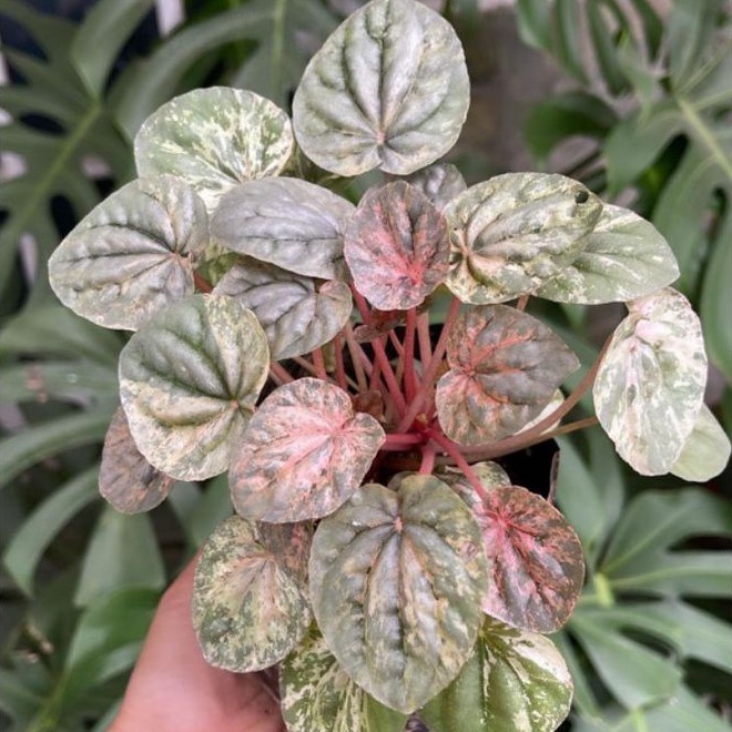 Peperomia Variegata Pink Lady